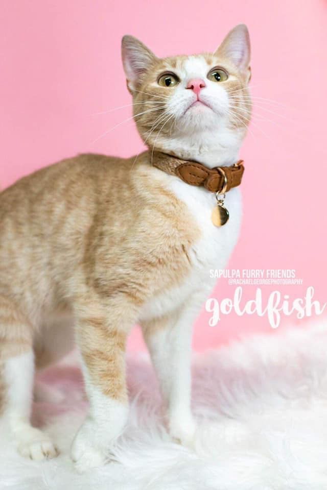 Goldfish